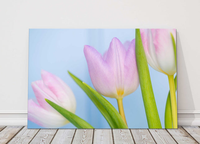 Pink Tulips. Beautiful springtime flowers. Canvas picture print