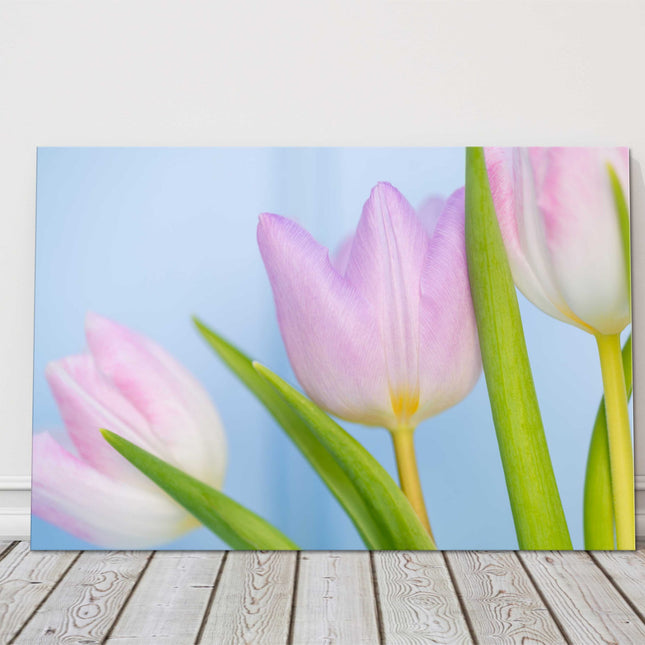 Pink Tulips. Beautiful springtime flowers. Canvas picture print