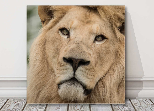 Lion portrait close up. Stunning wildlife image, canvas picture print