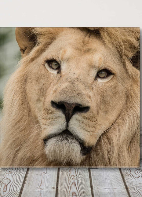 Lion portrait close up. Stunning wildlife image, canvas picture print