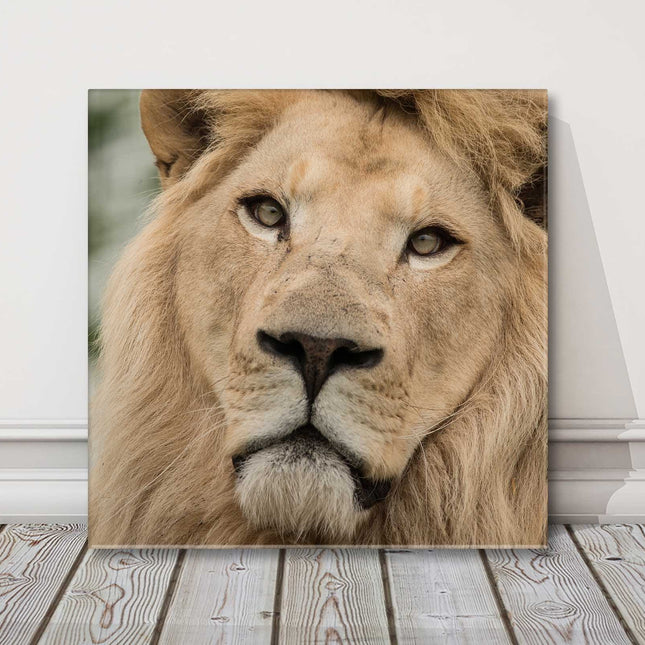 Lion portrait close up. Stunning wildlife image, canvas picture print