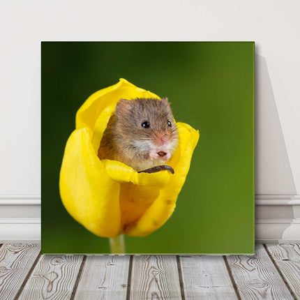 Field mouse in a yellow Tulip head. Canvas picture print square