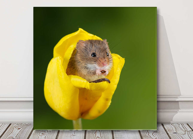 Field mouse in a yellow Tulip head. Canvas picture print square