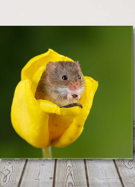 Field mouse in a yellow Tulip head. Canvas picture print square