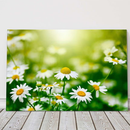 Daisies in the garden. Canvas picture print. Floral image.