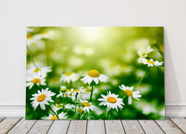 Daisies in the garden. Canvas picture print. Floral image.