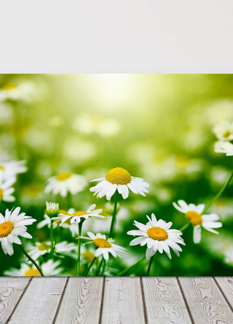 Daisies in the garden. Canvas picture print. Floral image.