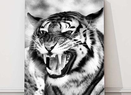 Fierce Tiger. Black and white image. Wildlife image. Canvas picture print.