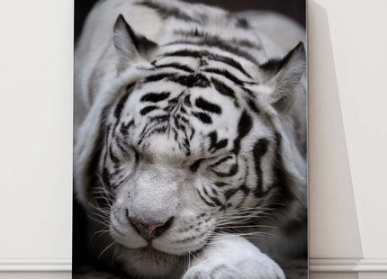 Sleeping white Tiger. Black and white wildlife image. Canvas picture print