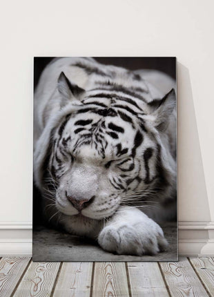 Sleeping white Tiger. Black and white wildlife image. Canvas picture print