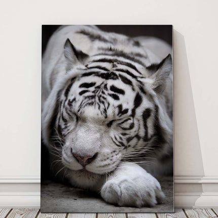 Sleeping white Tiger. Black and white wildlife image. Canvas picture print