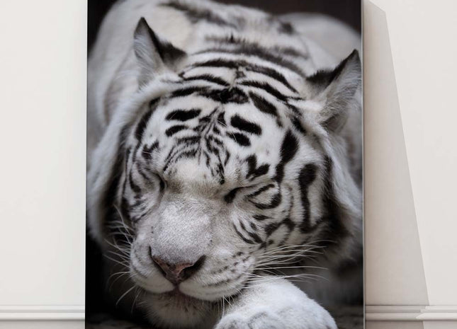 Sleeping white Tiger. Black and white wildlife image. Canvas picture print