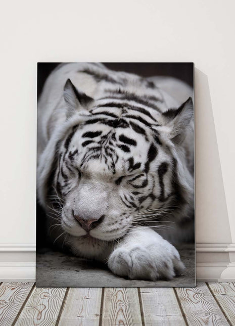Sleeping white Tiger. Black and white wildlife image. Canvas picture print