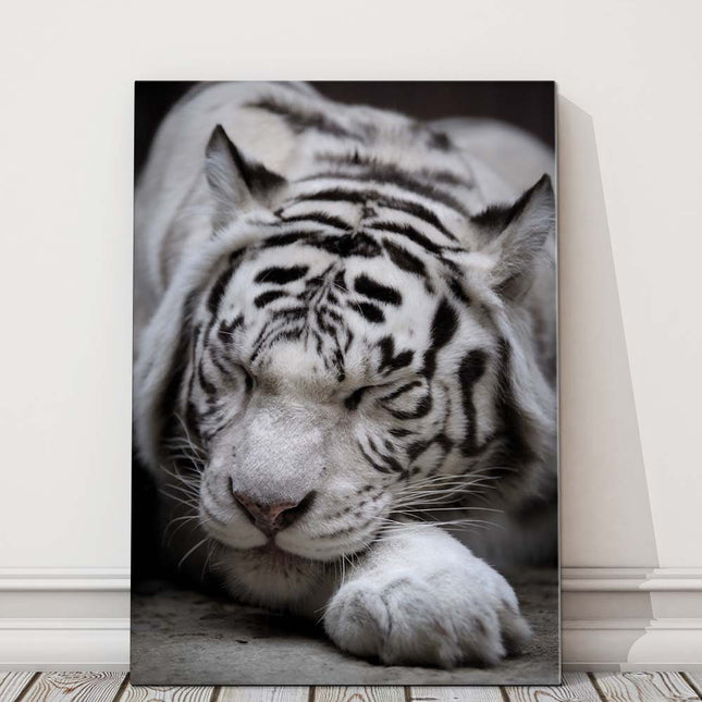 Sleeping white Tiger. Black and white wildlife image. Canvas picture print