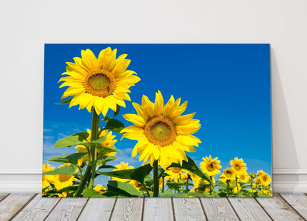 Sunflower field vibrant blue sky canvas picture print landscape