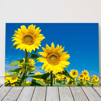 Sunflower field vibrant blue sky canvas picture print landscape