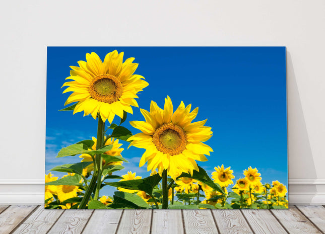 Sunflower field vibrant blue sky canvas picture print landscape