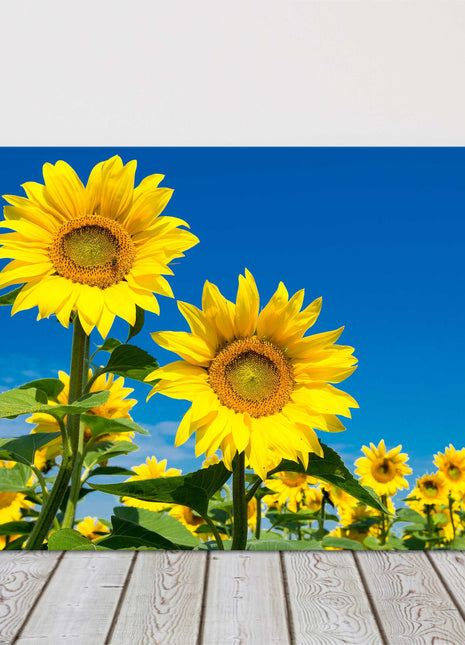 Sunflower field vibrant blue sky canvas picture print landscape