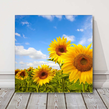 Sunflower field bright and sunny day canvas picture print square
