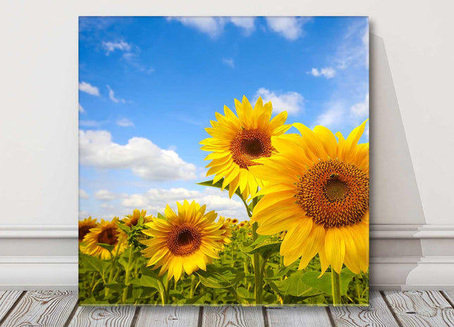 Sunflower field bright and sunny day canvas picture print square