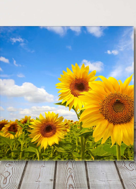 Sunflower field bright and sunny day canvas picture print square