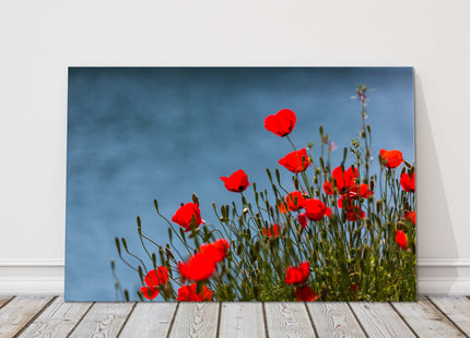 Wild Red Poppies by the sea. Canvas picture print