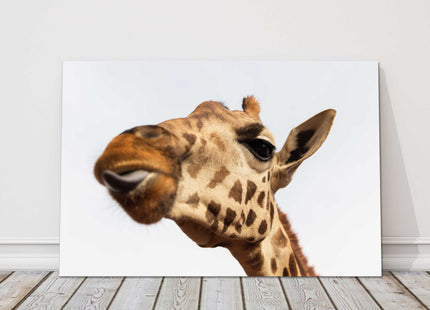 Giraffe, sticking tongue out. Funny canvas picture print