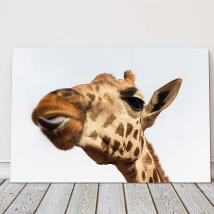 Giraffe, sticking tongue out. Funny canvas picture print