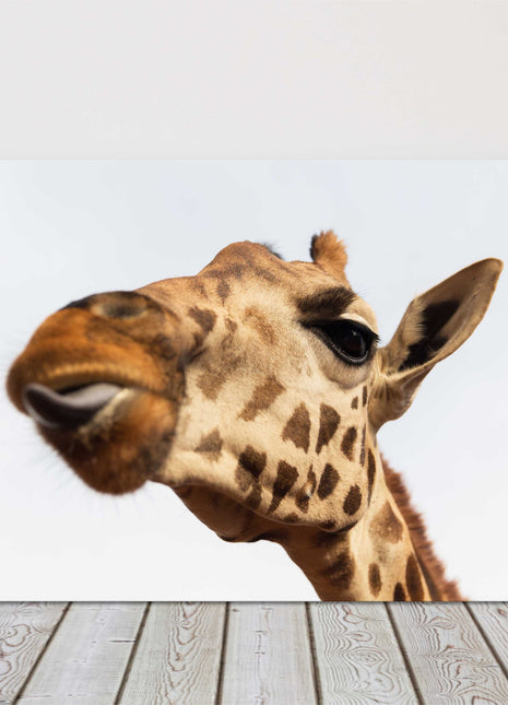 Giraffe, sticking tongue out. Funny canvas picture print
