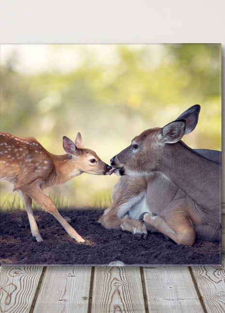 Deer with fawn. Wildlife image. Canvas picture print. Choice of sizes available.