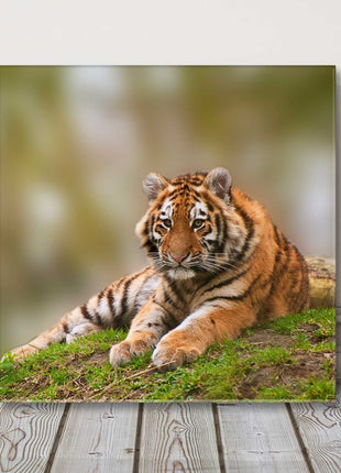 Tiger in the wild. Lying down canvas picture print safari