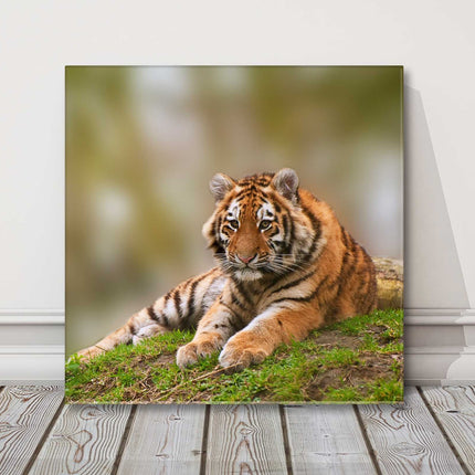 Tiger in the wild. Lying down canvas picture print safari
