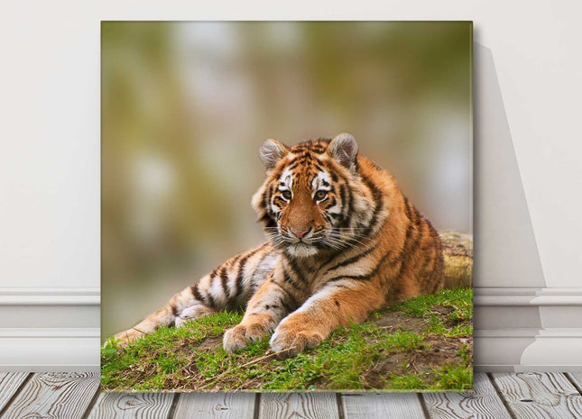 Tiger in the wild. Lying down canvas picture print safari