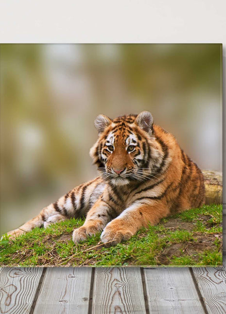 Tiger in the wild. Lying down canvas picture print safari