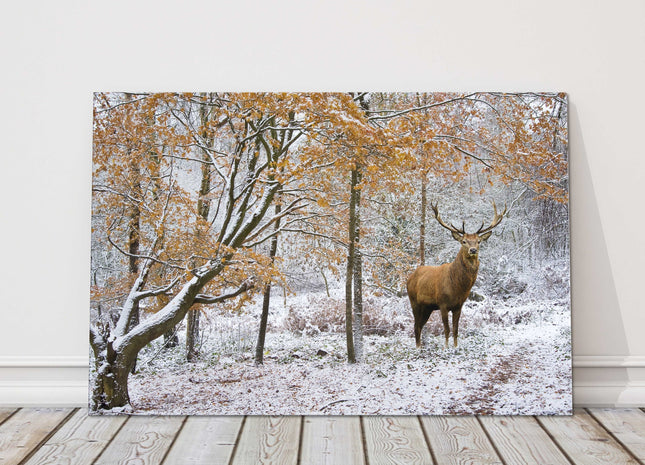 Winter scene with Stag in a snow covered forest. Printed canvas picture.