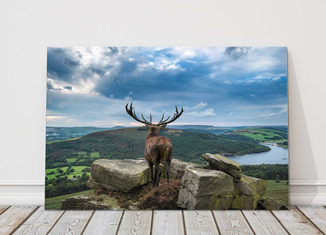 Deer looking over lake. Natural landscape canvas picture print