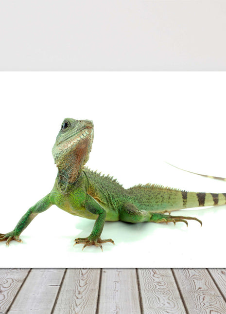 Chinese Water Dragon. Printed and framed as a canvas picture print.