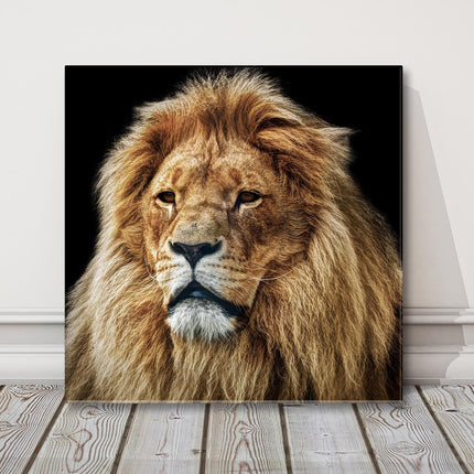 Lion portrait Stunning wildlife image canvas picture print