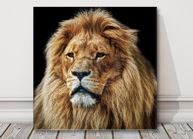 Lion portrait Stunning wildlife image canvas picture print