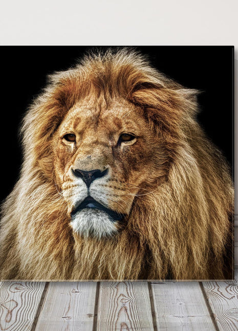 Lion portrait Stunning wildlife image canvas picture print
