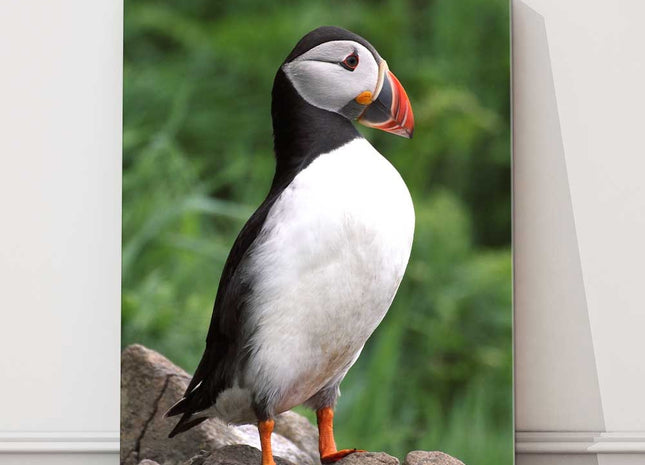 Puffin standing on a rock. Printed canvas picture. Birds/wildlife.