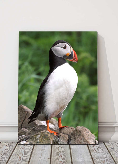 Puffin standing on a rock. Printed canvas picture. Birds/wildlife.