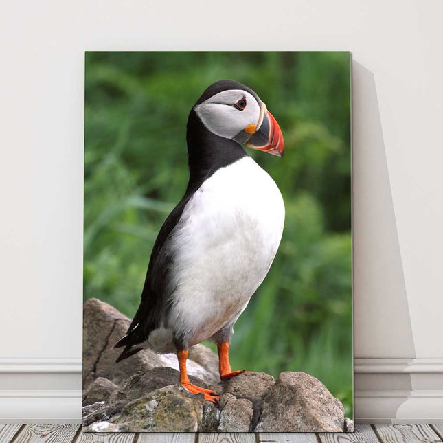 Puffin standing on a rock. Printed canvas picture. Birds/wildlife.