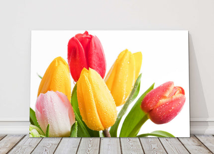 Tulips reds and yellows with white background canvas picture print