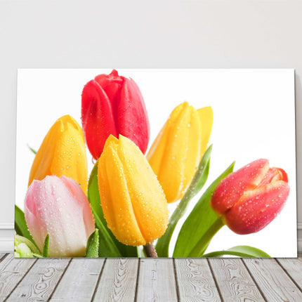 Tulips reds and yellows with white background canvas picture print