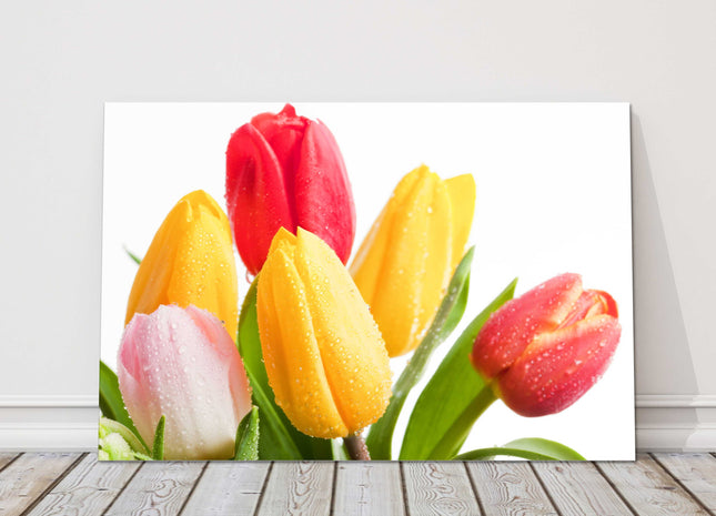 Tulips reds and yellows with white background canvas picture print