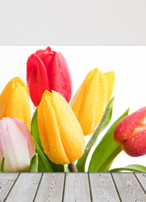 Tulips reds and yellows with white background canvas picture print