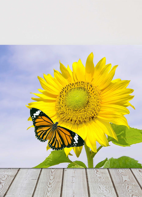 Sunflower with orange butterfly. Vibrant summer scene. Canvas picture print.