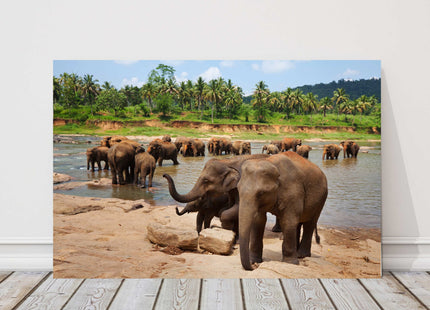 Herd of Elephants in Sri Lanka, bathing in a river safari canvas picture print