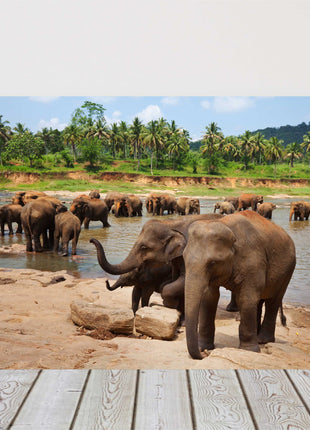 Herd of Elephants in Sri Lanka, bathing in a river safari canvas picture print